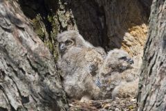 Great Horned Owl, Bubo virginianus