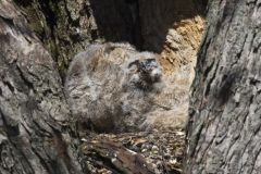 Great Horned Owl, Bubo virginianus