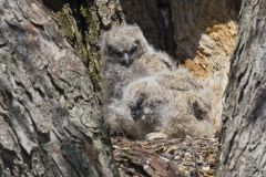 Great Horned Owl, Bubo virginianus