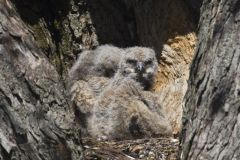 Great Horned Owl, Bubo virginianus