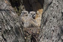 Great Horned Owl, Bubo virginianus