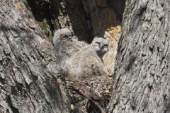 Great Horned Owl, Bubo virginianus