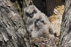 Great Horned Owl, Bubo virginianus