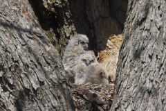 Great Horned Owl, Bubo virginianus