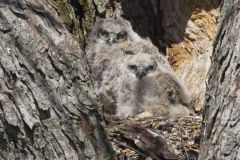 Great Horned Owl, Bubo virginianus