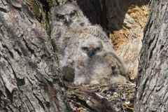 Great Horned Owl, Bubo virginianus