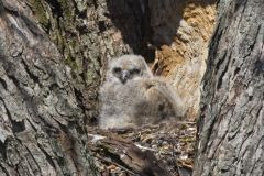 Great Horned Owl, Bubo virginianus