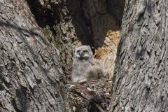 Great Horned Owl, Bubo virginianus