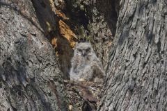 Great Horned Owl, Bubo virginianus