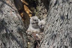 Great Horned Owl, Bubo virginianus