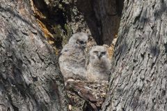 Great Horned Owl, Bubo virginianus