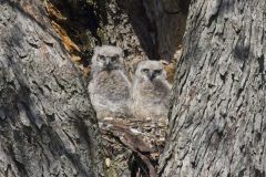 Great Horned Owl, Bubo virginianus