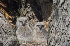 Great Horned Owl, Bubo virginianus