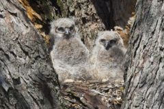 Great Horned Owl, Bubo virginianus