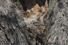 Great Horned Owl, Bubo virginianus