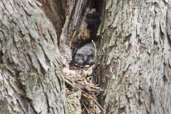 Great Horned Owl, Bubo virginianus