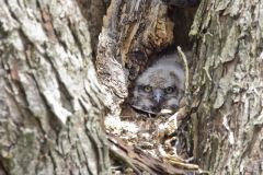 Great Horned Owl, Bubo virginianus