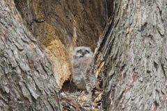 Great Horned Owl, Bubo virginianus