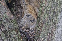 Great Horned Owl, Bubo virginianus