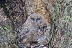 Great Horned Owl, Bubo virginianus