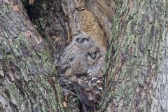 Great Horned Owl, Bubo virginianus