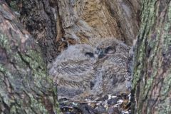 Great Horned Owl, Bubo virginianus