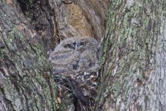 Great Horned Owl, Bubo virginianus