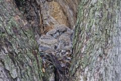 Great Horned Owl, Bubo virginianus