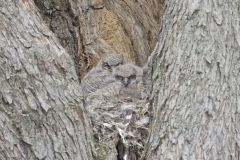 Great Horned Owl, Bubo virginianus