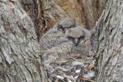 Great Horned Owl, Bubo virginianus