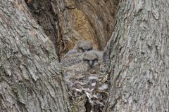 Great Horned Owl, Bubo virginianus