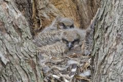 Great Horned Owl, Bubo virginianus