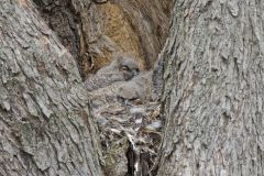 Great Horned Owl, Bubo virginianus