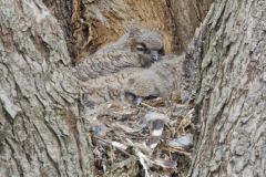 Great Horned Owl, Bubo virginianus