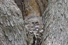 Great Horned Owl, Bubo virginianus