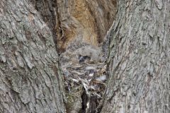 Great Horned Owl, Bubo virginianus