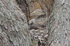 Great Horned Owl, Bubo virginianus