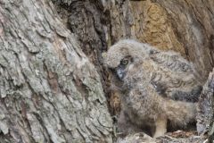 Great Horned Owl, Bubo virginianus