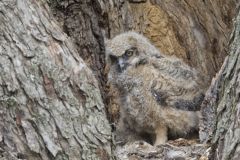 Great Horned Owl, Bubo virginianus