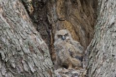 Great Horned Owl, Bubo virginianus