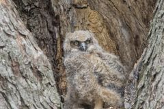 Great Horned Owl, Bubo virginianus