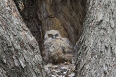 Great Horned Owl, Bubo virginianus