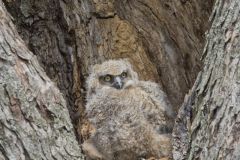 Great Horned Owl, Bubo virginianus