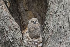 Great Horned Owl, Bubo virginianus