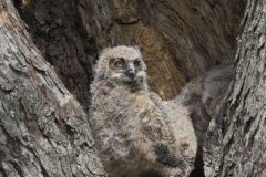 Great Horned Owl, Bubo virginianus