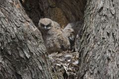 Great Horned Owl, Bubo virginianus