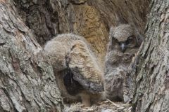 Great Horned Owl, Bubo virginianus