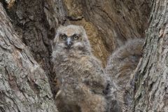 Great Horned Owl, Bubo virginianus