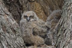 Great Horned Owl, Bubo virginianus