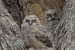 Great Horned Owl, Bubo virginianus